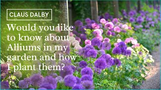 Would you like to know about Alliums in my garden and how I plant them [upl. by Sachi322]