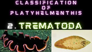 TREMATODA  CLASSIFICATION OF PHYLUM PLATYHELMENTHIS  BSC  NEET  ZOOLOGY [upl. by Bridge]