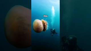 Biggest Jellyfish on earth  Lions Mane Jellyfish  shorts animals facts ocean [upl. by Maurice]