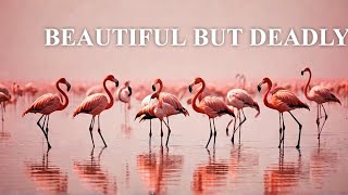 The Deadly Beauty of Lake Natron [upl. by Ametaf]