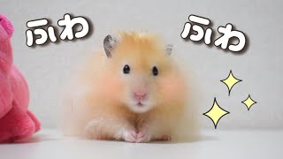 How Cute Fluffy LongHaired Hamster🐹✨ [upl. by Rapsac]