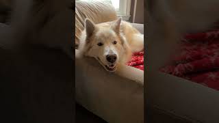 Gingerella and her smooth brain dog funny husky shorts youtube shorts funnycute [upl. by Matthus]