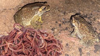 Frogs vs Mealworms  Frogs eating mealworms insects for Food [upl. by Aisylla]