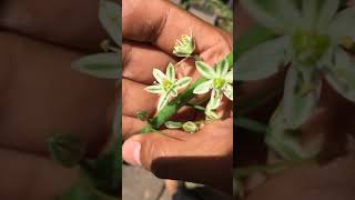 Cebolla De La Suerte☘️Albuca Bracteata En Floración😱 [upl. by Ardnazil]