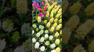 Hyacinthus orientalis 風信子 hyacinthus bulbs 花語 plant [upl. by Mabel]