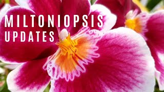 Miltoniopsis Updates  Inorganic Media  Synthic Pumice amp LECA Mixes in SelfWatering Systems [upl. by Iverson]