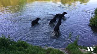 Deerhound pack wading in the pond [upl. by Refinnej907]