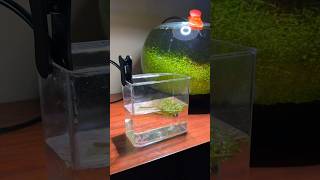 How to drip acclimate shrimp and fish [upl. by Gasparo]