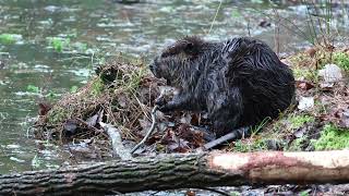 American Beaver  Harris Lake County Park [upl. by Nimajnab]