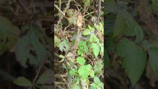 A beautiful pair of Willow Emerald Damselflies in tandem near the north Norfolk coast [upl. by Archie]