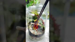 Love these tiny springtails  they eat mold and mildew closedterrarium tipsandtricks plants [upl. by Iaoh586]