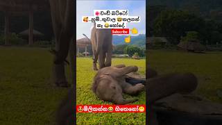 Nena නේනා Thiwanka Dilshan ytshorts short trending Song Tiktok shortvideo Elephant 🥰 [upl. by Eiahpets700]