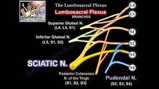 Lumbosacral Plexus  Everything You Need To Know  Dr Nabil Ebraheim [upl. by Fionna]