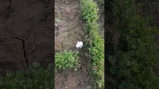 trending shortvideo rabbit [upl. by Intihw]