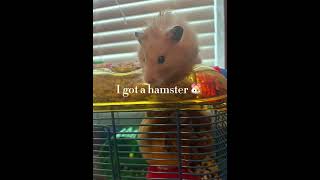 hamster 🐹 [upl. by Carmencita]