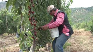 Nuevos sistemas de conducción de alta eficiencia productiva en cerezas de exportación [upl. by Mariko]