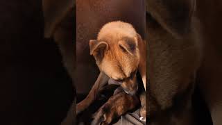 Newborn Puppies Crying for Mother Dog Milk Heartwarming 💖 puppylove puppykisses dogvideos [upl. by Ashti]