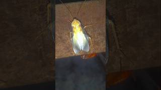 White Cockroach Telapoka😳💥😳shortscockroachviralvideo [upl. by Alegnaed]