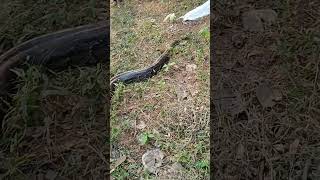 Lets see the big Pythonshortssnake snake [upl. by Syah155]