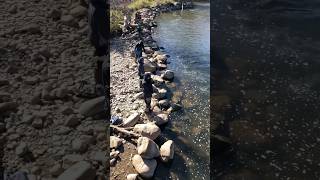 Fall Steelhead Fishing foryou troutfishing sort fyp [upl. by Bradley]