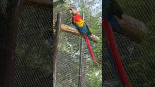 The plumheaded parakeet voice lovebirds birds parrot parrotlover parrottalking youtubeshorts [upl. by Gitel]