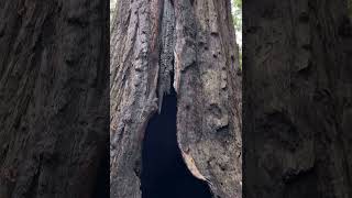 Sequoia National Park shortvideo [upl. by Lotty712]