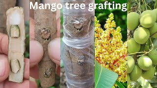 आम के पौधे पर ग्राफ्टिंग करने का बिल्कुल नया तरीका  mango grafting grafting gardening viral [upl. by Eissoj]