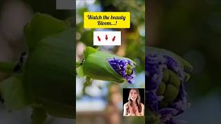 Passifloras bloom passiflora navratri song homegardning youtube shots [upl. by Dilks337]