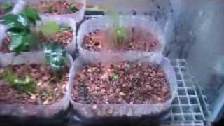 Aquarium plants [upl. by Anilrahc]