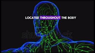 The hero of immune system The lymphatic system [upl. by Bithia421]