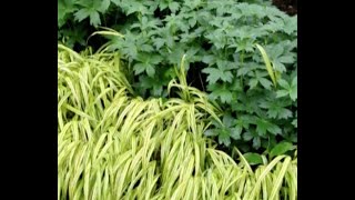 Home Gardener  Carex and Hakonechloa Grasses [upl. by Marcellus947]