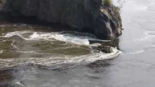 Reversing Falls St John NB Bay of Fundy [upl. by Nagyam]