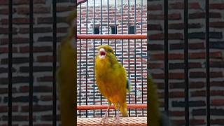 canary best song canary canarysinging canaryislands canario canarias canarysound kenari [upl. by Yelsel]