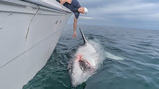 Catching and Tagging “LeeBeth” The story behind the Great White Shark that’s making history [upl. by Aikahc]