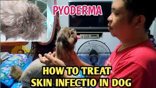 Pyoderma Skin Infection in Dogs Treatment Bacterial Infection [upl. by Nadiya]