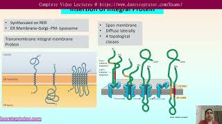 Topology of Integral Membrane Protein  Insertion in ER  CSIR Life Science  GATE doorsteptutor [upl. by Hughes338]