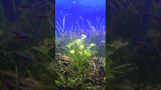 110 Gallon Planted Tank DaniKenAquatics [upl. by Ulick346]