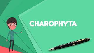 What is Charophyta Explain Charophyta Define Charophyta Meaning of Charophyta [upl. by Inglebert266]