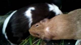 male guinea pig rumble strutting [upl. by Glovsky274]