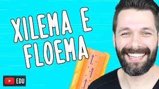 XILEMA E FLOEMA  Diferenças  Biologia com Samuel Cunha [upl. by Ardet]