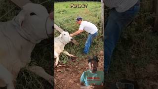 Castrando marruco deu ruim  carloszordan bezerra cavalo bezerrada fazenda gado comedia [upl. by Aicillyhp]