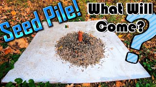 I Dumped A Big Pile Of Seeds In My Yard What Will Come To Eat It [upl. by Klatt]