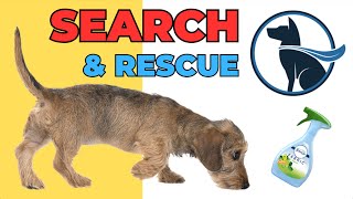 What Makes a Good Search amp Rescue Dog amp Is Air Spray Around Your Dog Safe — 028 QampADog Talk [upl. by Leamhsi824]