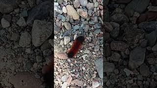 Woolly bear caterpillar 2024 winter prediction [upl. by Gerdeen]