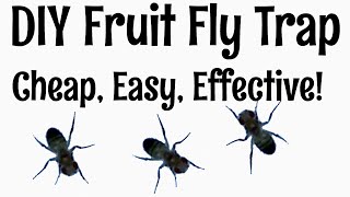 How to Get Rid of Fruit Flies Easy DIY Trap [upl. by Ledif70]