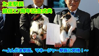 和歌山電鐵 たま駅長就任17周年記念式典 ～よんたま駅長、マネージャー駅長に昇進～ [upl. by Nirihs401]