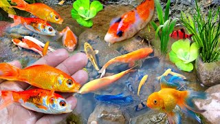 Cute Animals ornamental fish koi fish Koki fish catfish betta fish Aligator Animals Videos [upl. by Yevoc151]