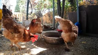 Backyard Chickens Hens And Roosters Pecking Scratching Sounds Noises Hens Clucking Roosters Crowing [upl. by Nodnyl900]