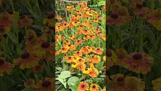 Helenium flowers Regents Park London July 2024 [upl. by Nam951]