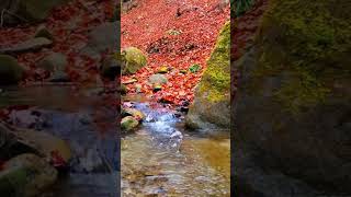 nature zensleep waterfall river autumn [upl. by Win936]